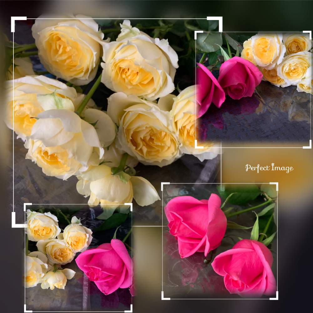 ピンクレディブルの投稿画像 By えりー さん ピスカップと花のある暮らしと切り花と薔薇 19月1月27日 Greensnap グリーンスナップ