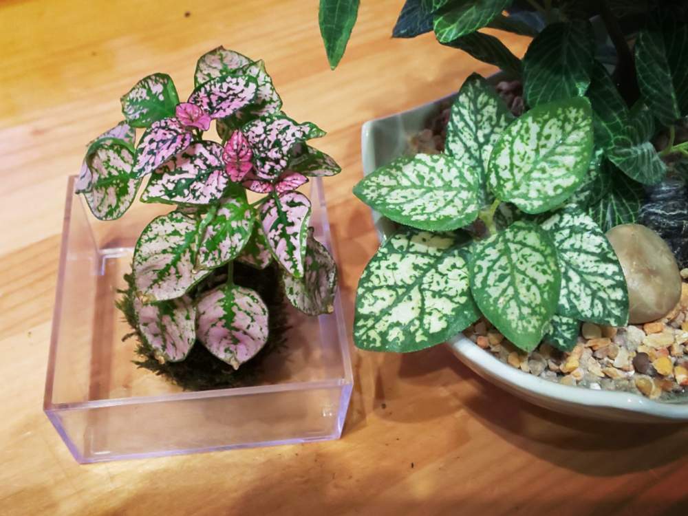 ハイゴケの投稿画像 By Chip Sp さん ヒポエステスと部屋と観葉植物と比較とフェイクグリーンと今日の一枚と苔玉と経過観察と観葉植物と比較とフェイクグリーンと今日の一枚と苔玉と経過観察 19月1月27日 Greensnap グリーンスナップ Greensnap グリーン