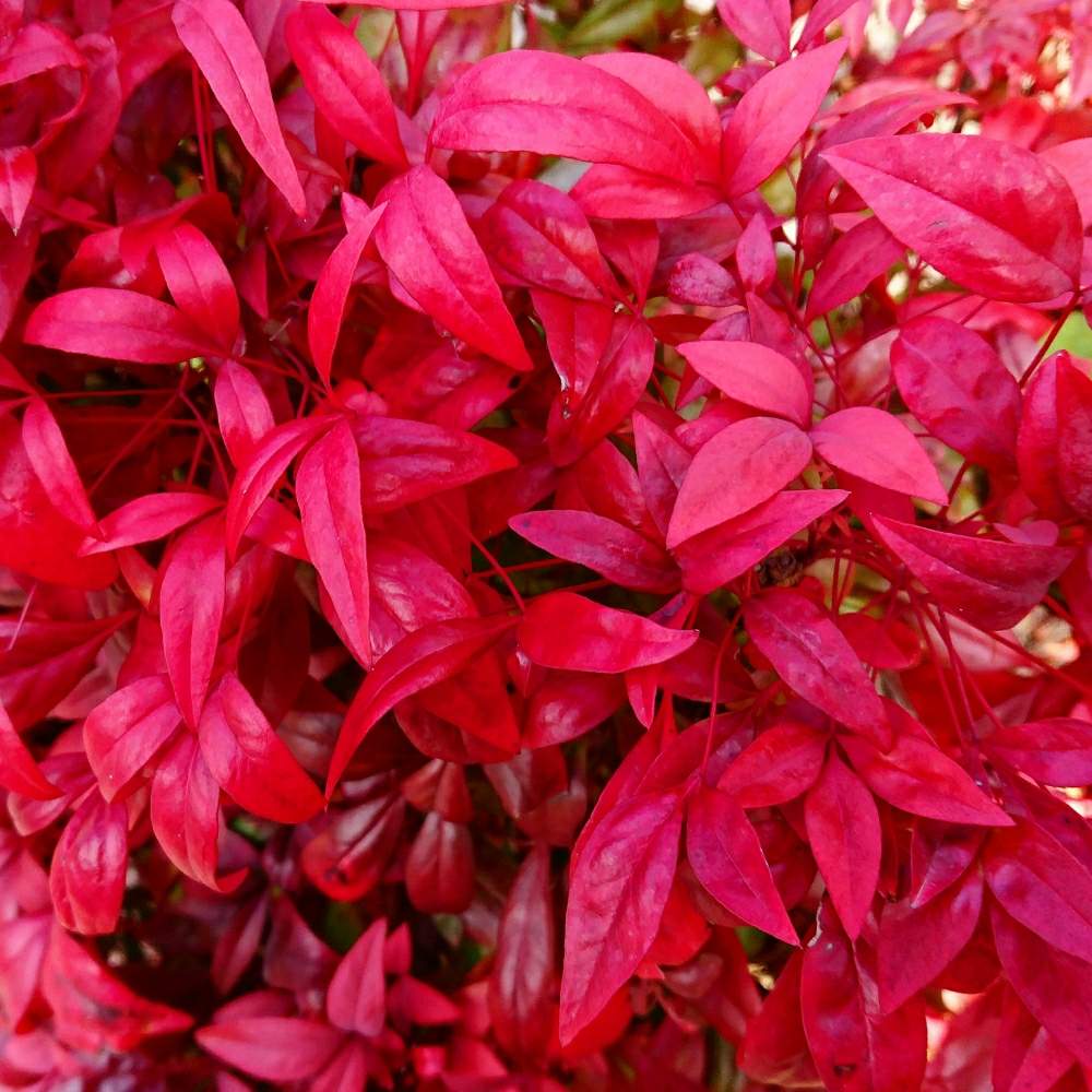 オタフクナンテンの投稿画像 By あかぷーさん 植え込みと赤い葉っぱと冬の植物 19月1月28日 Greensnap グリーンスナップ