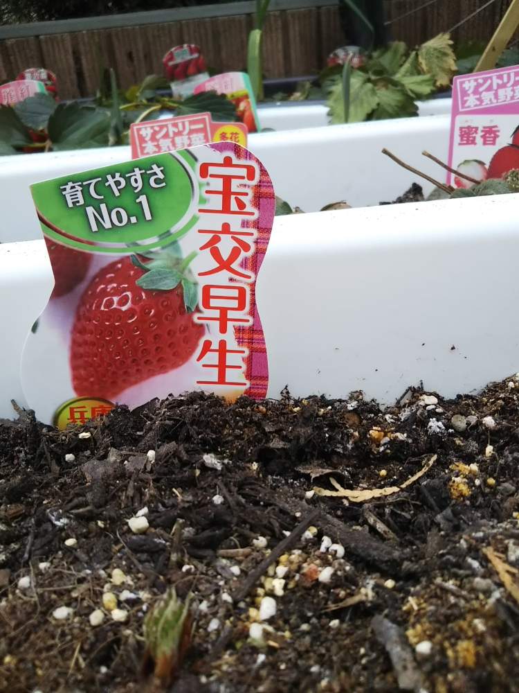 イチゴの品種図鑑 Greensnap グリーンスナップ