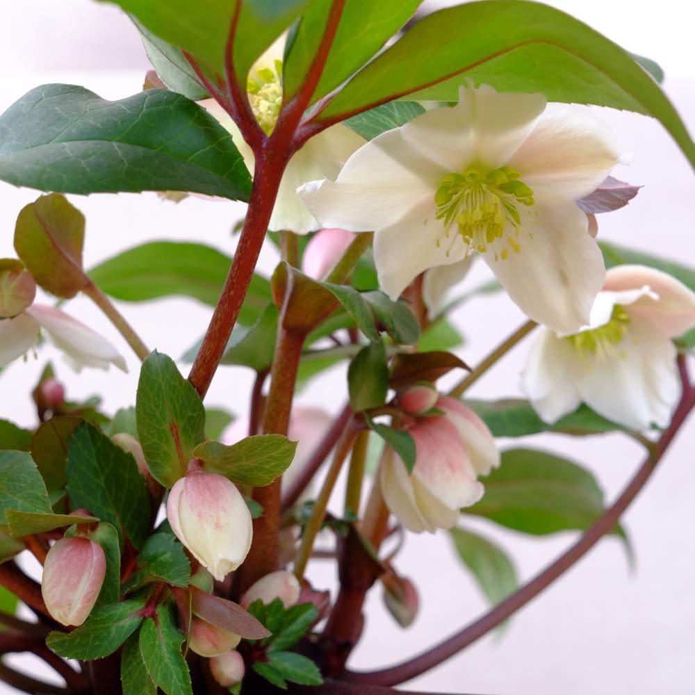 クリスマスローズ スノーダンスの投稿画像 By ハルヒツジさん クリスマスローズと咲いた と鉢植え 19月1月28日 Greensnap グリーンスナップ