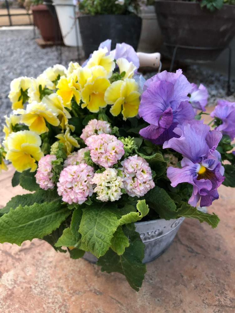 フリフリパンジー ラベンダーの投稿画像 By Gakkyさん ビオラ エッグタルトとプリムラ ポンポンラパンとピンクの花 とパープル好きとパープルと冬の寄せ植えと黄色い花とフリル好きと花のある暮らしとフリル咲きとお花好きと紫の花 19月1月28日 Greensnap