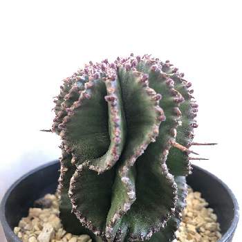 ユーフォルビア ホリダ ノースベルデンシスの投稿画像一覧 Greensnap グリーンスナップ