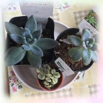 ホームセンターコメリの投稿画像一覧 Greensnap グリーンスナップ