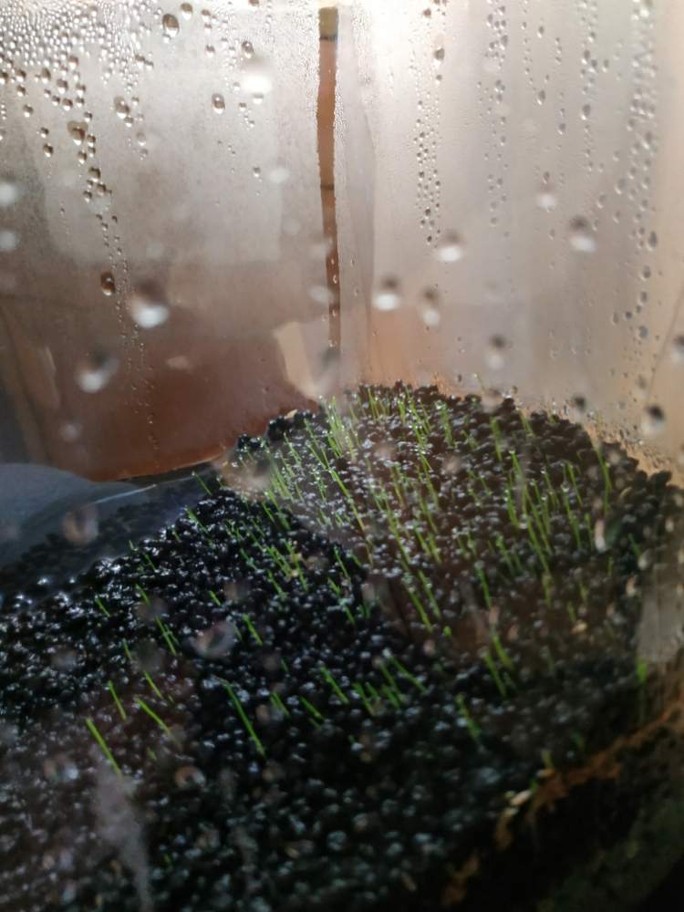 ショートヘアーグラスの投稿画像 By はせっちさん アクアリウムと水草水槽と水草とボトルアクアリウム 19月1月29日 Greensnap グリーンスナップ