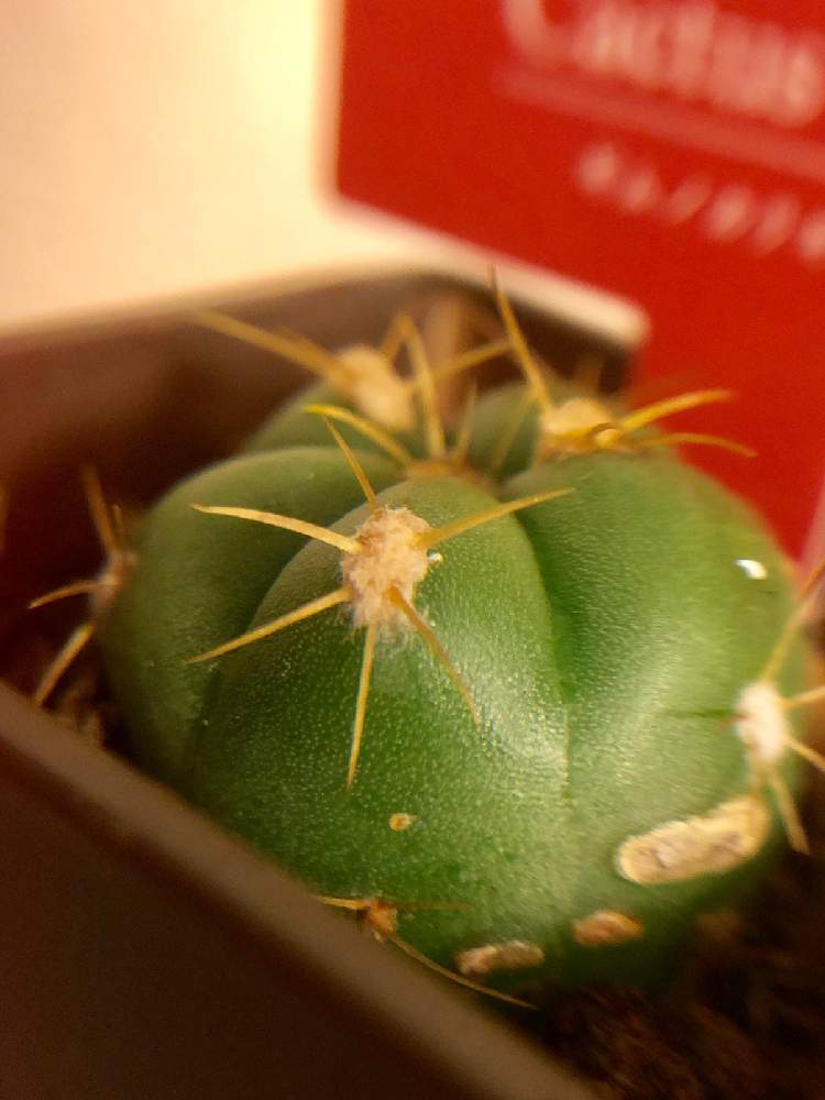 観葉植物の投稿画像 By フミヤンさん サボテン科とダイソー 19月1月29日 Greensnap グリーンスナップ