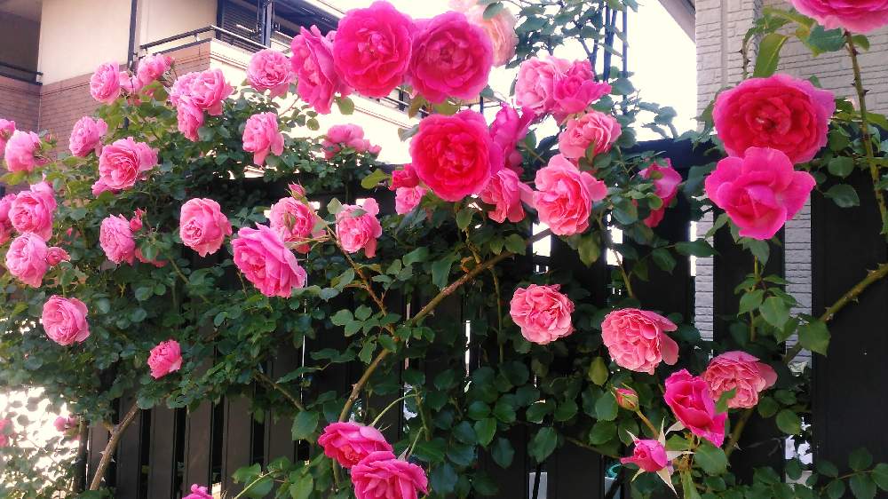 フェンスの投稿画像 By ねいおみさん 強健なバラときれいなバラとピンクバラとばら バラ 薔薇とレオナルドダヴィンチ バラとつるバラときれいなお花と 薔薇パレードとレオナルドダビンチとバラ パレードとバラが好きと花のある暮らしとバラ 四季咲きとバラ ミニバラと