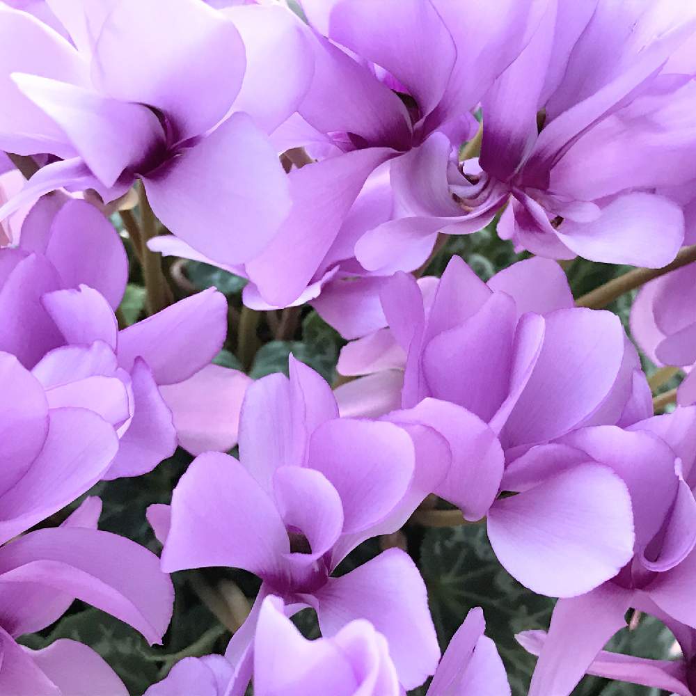 窓辺の投稿画像 By ふゆざくらさん 満開と紫色の花とシクラメン大好きとうす紫のお花と優しい花色と花のある暮らしと優しい色と満開と紫色 の花とシクラメン大好きとうす紫のお花と優しい花色と花のある暮らしと優しい色 19月1月29日 Greensnap グリーンスナップ