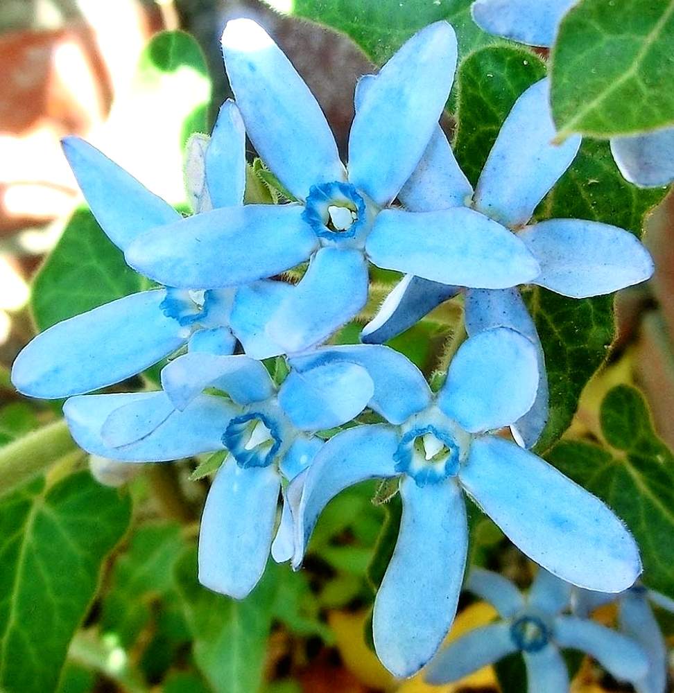 オキシペタラム ブルースターの投稿画像 By Chacoさん オキシペタラムとオキシペタルム と種も可愛いと花のある暮らしとかわいい花とブルーの花とgs映え 19月1月30日 Greensnap グリーンスナップ