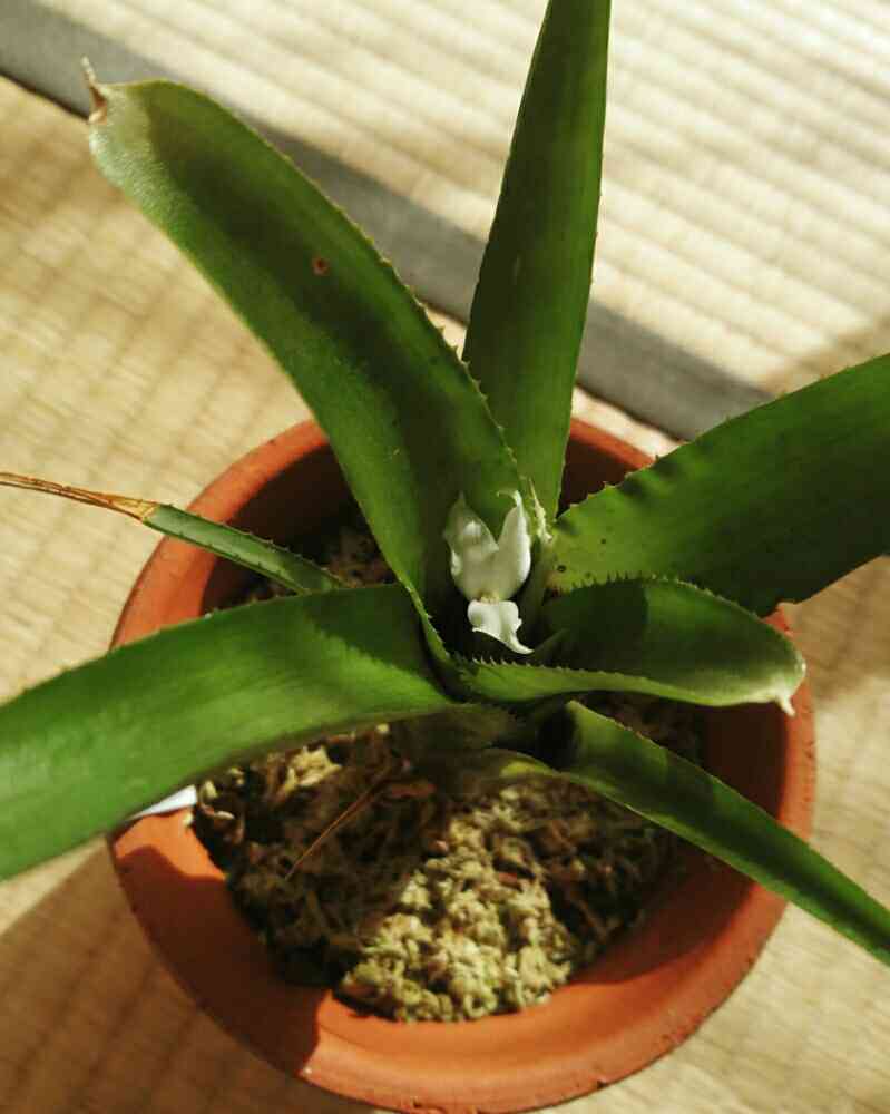 ネオレゲリア ウィルソニアナの一覧｜🍀GreenSnap（グリーン