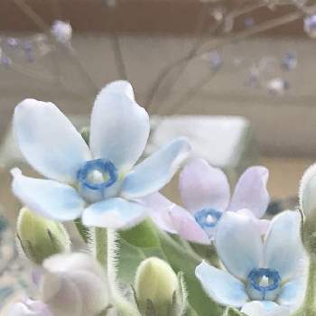 ふわふわの葉の画像 by ～Fiorina～さん | 部屋とブルースターとふわふわの葉と青い花と花のある暮らしとうぶ毛とブルースター☆とオキシペタルムブルースター