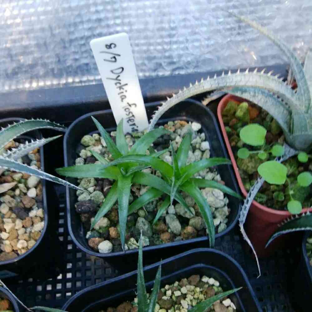 その他多肉植物 Dyckia fosteriana original clone Yahoo!オークション - ディッキア Dyckia fosteriana original clone M