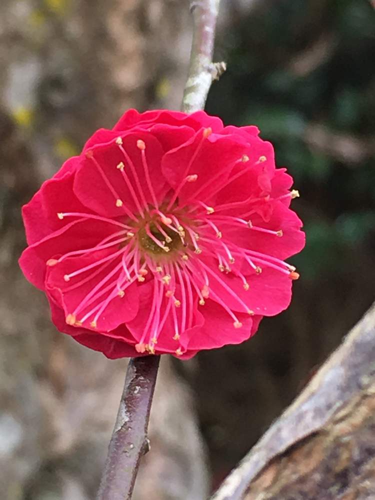 薩摩紅梅の投稿画像 By 三毛猫さん 香りのある花と冬の庭と玄関前の庭と庭の花木と花のある暮らしと広い庭と香りのある花と冬の庭と玄関前の庭と庭の花木 と花のある暮らし 19月1月30日 Greensnap グリーンスナップ Greensnap グリーンスナップ