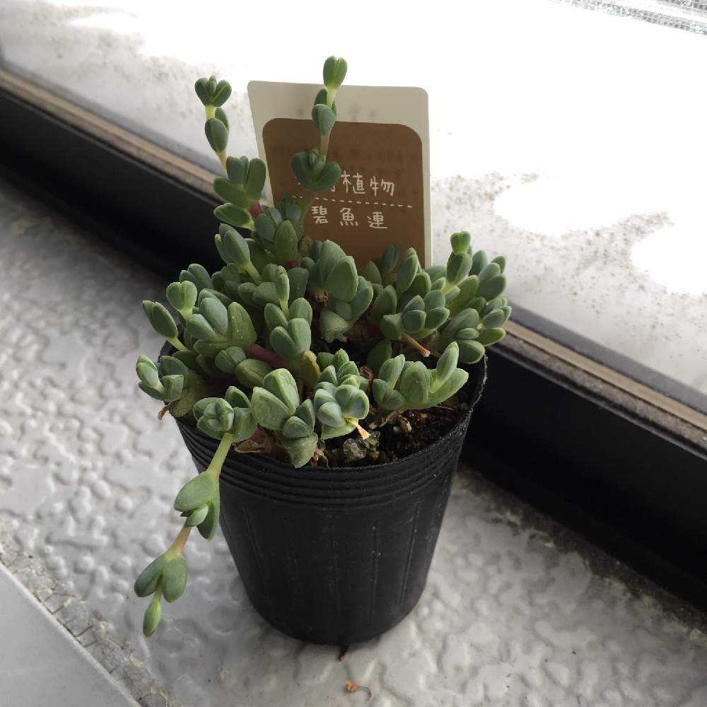 碧魚連の成長｜🍀GreenSnap（グリーンスナップ）