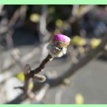椿の花 つぼみの画像 by easyoarさん | 小さな庭と椿の花 つぼみ