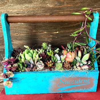 100均木箱リメイクの投稿画像一覧 Greensnap グリーンスナップ