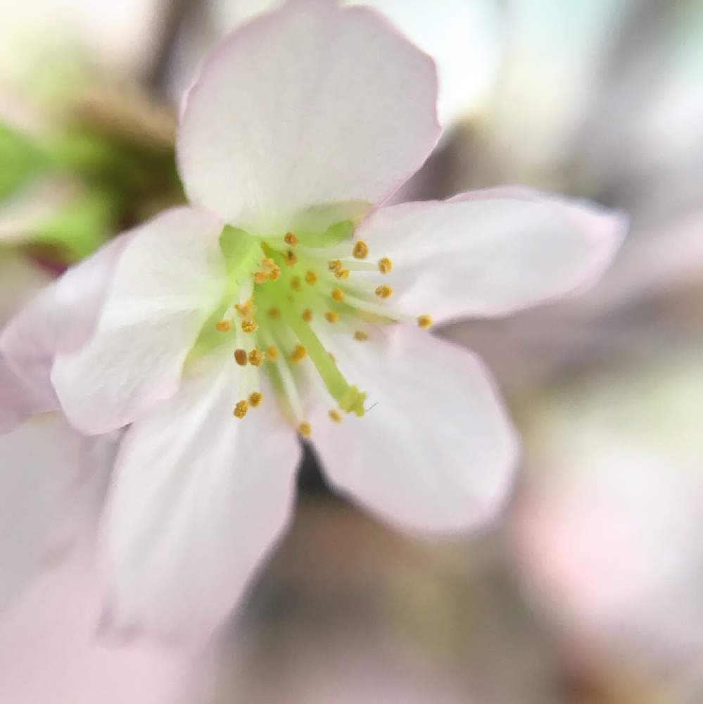 ピンクの花の投稿画像 By ふゆざくらさん さくら 桜 サクラとピンクと可愛いと優しい花色と花のある暮らしと優しい色と切り花 19月1月31日 Greensnap グリーンスナップ