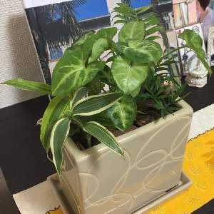 ポトスマーブルクイーンの投稿画像 By 753さん ポトスライムとポトスステータスとシンゴニウムとオリヅルラン ボニーとポトスハッピーデーとポトス グローバルとオリヅルランと観葉植物を楽しむとインドアグリーンとわが家の観葉植物 とハイドロカルチャーとポトスを飾る