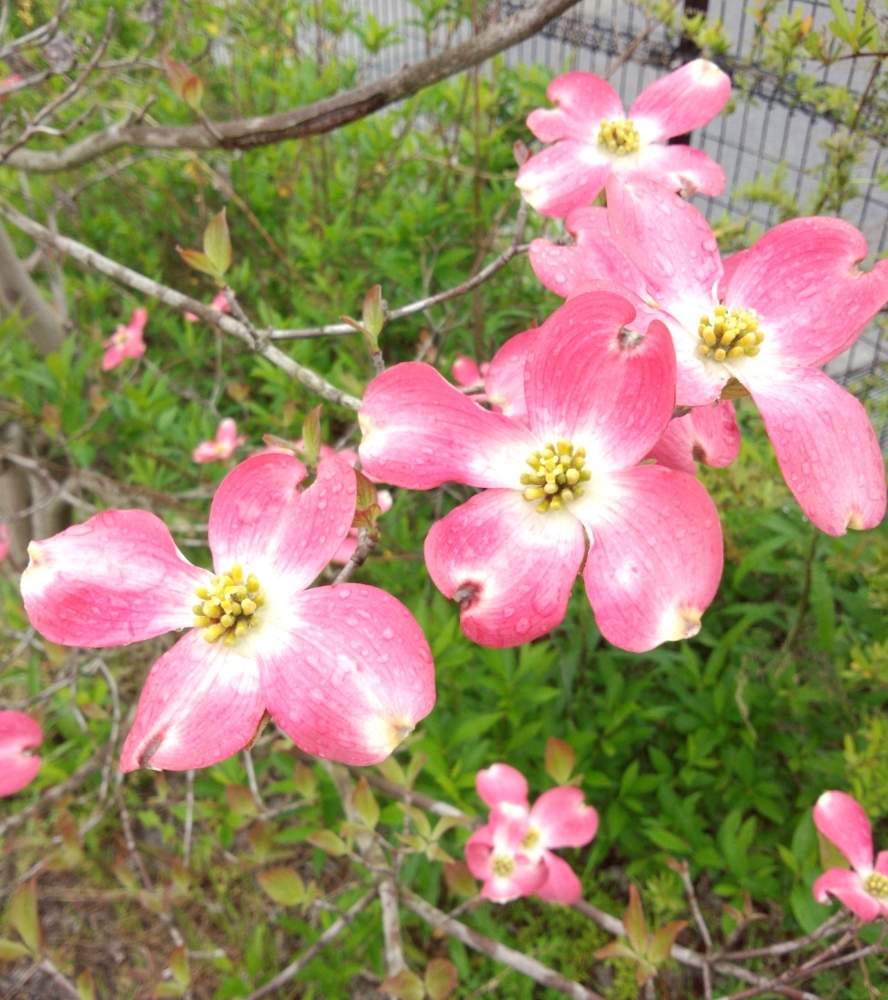 ハナミズキの投稿画像 By Flower Skyさん 花のある暮らしと春の花木とピンクの花と今日のお花 19月2月1日 Greensnap グリーンスナップ