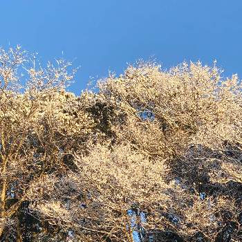 あさひの画像 by moskaさん | 自然とあさひとGS映えと花のある暮らしと雪化粧
