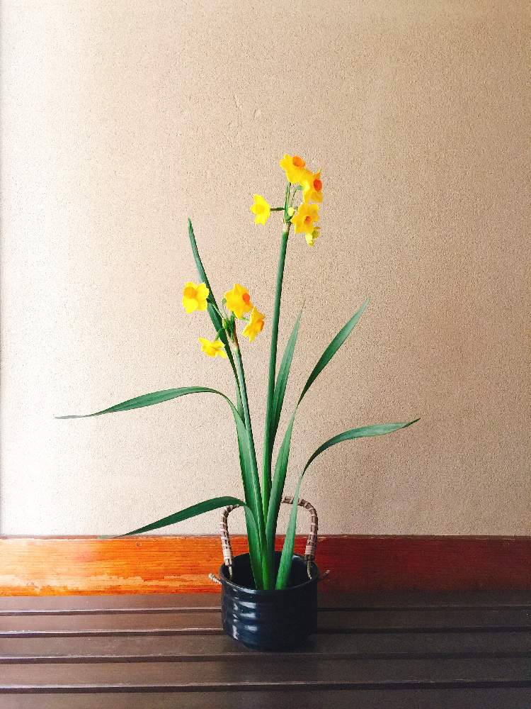 水仙の投稿画像 By ずずさん 花のある暮らしと生け花といけばなと生け花初心者と玄関と100均花器と花のある暮らしと生け花といけばなと生け花初心者と 100均花器 19月2月1日 Greensnap グリーンスナップ Greensnap グリーンスナップ