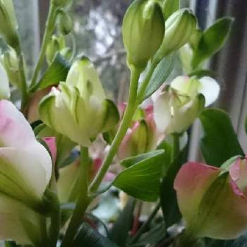 アルストロメリア ブライズメイドの画像 by ナチュレ:*:・'°☆さん | 窓辺とアルストロメリア ブライズメイドと花のある暮らし