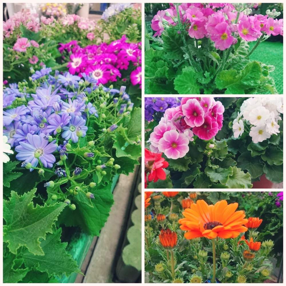 プリムラの投稿画像 By カインズホームfc白旗店 さん メラコ と千葉市とお部屋に花をと中央区とはるが来た と鉢花とサイネリア といろどりと花のある暮らしとカインズホームと白旗 19月2月1日 Greensnap グリーンスナップ