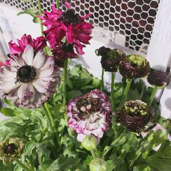 エーデルの画像 by ベレッタガーデンさん | 春のお花と綾園芸と今日の花と❇︎ラナンキュラスとラナンキュラス イカロスパープルとエーデルとガーデニングと花のある暮らしと花ショップエーデル