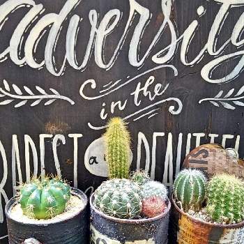 lovecactusの画像 by おね蔵さん | 小さな庭と多肉植物とHTCとサボテン科とうちのベランダと多肉大好きとわが家の多肉スペースと棘棘会とおね蔵シャボテンgardenとno green no lifeと今日の一枚とサボテンの寄せ植えとlove cactusとlovecactusとおね蔵garden