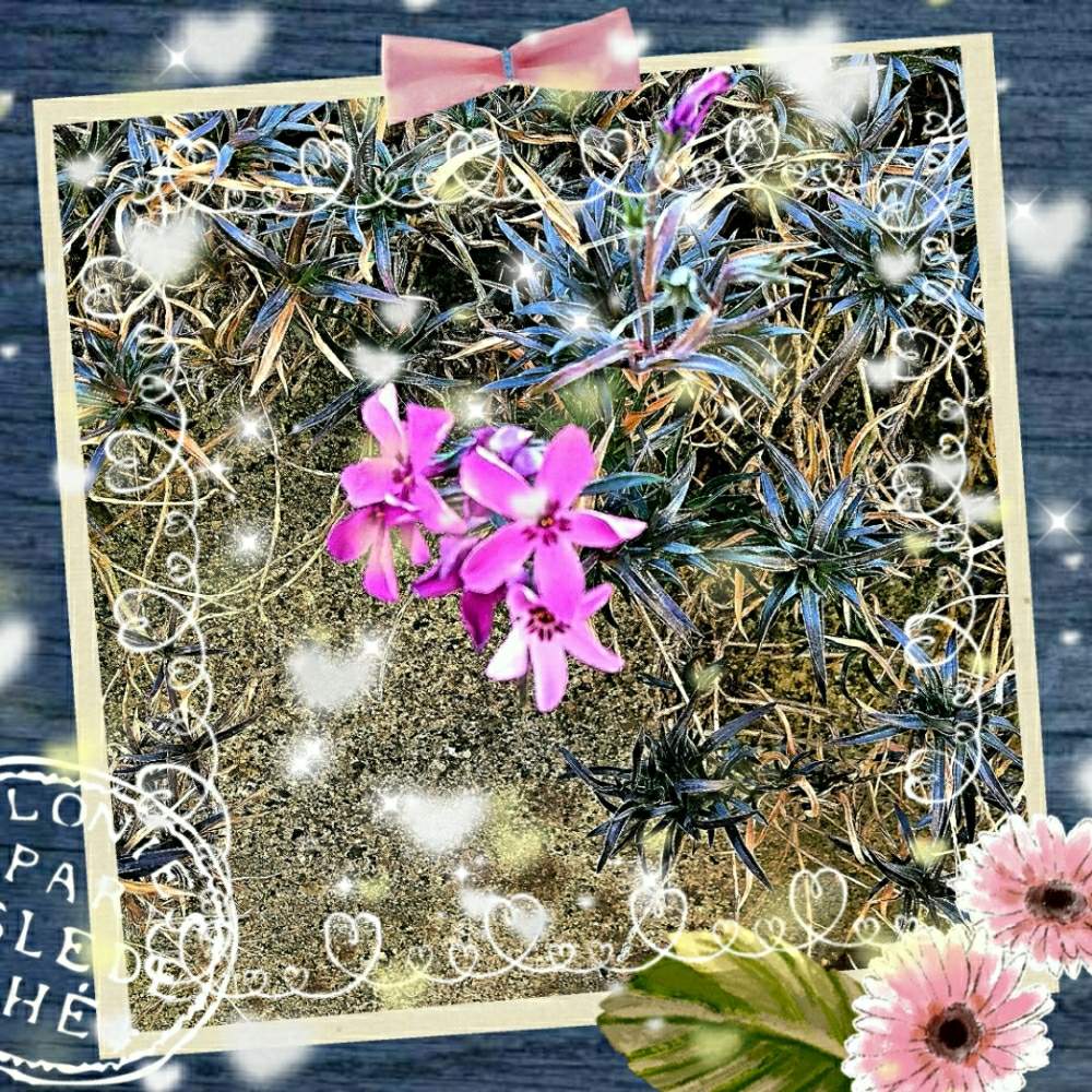 心あたたかくの投稿画像 By 妖精さん 散歩道 とメルヘン色 とかわいい お花 とありがとう と感謝の思いとおきにいり とかわいい と夢の世界と自然界から贈りもの と素敵な出会いに感謝と思いをよせてと花のある暮らしとgreensnap大好き