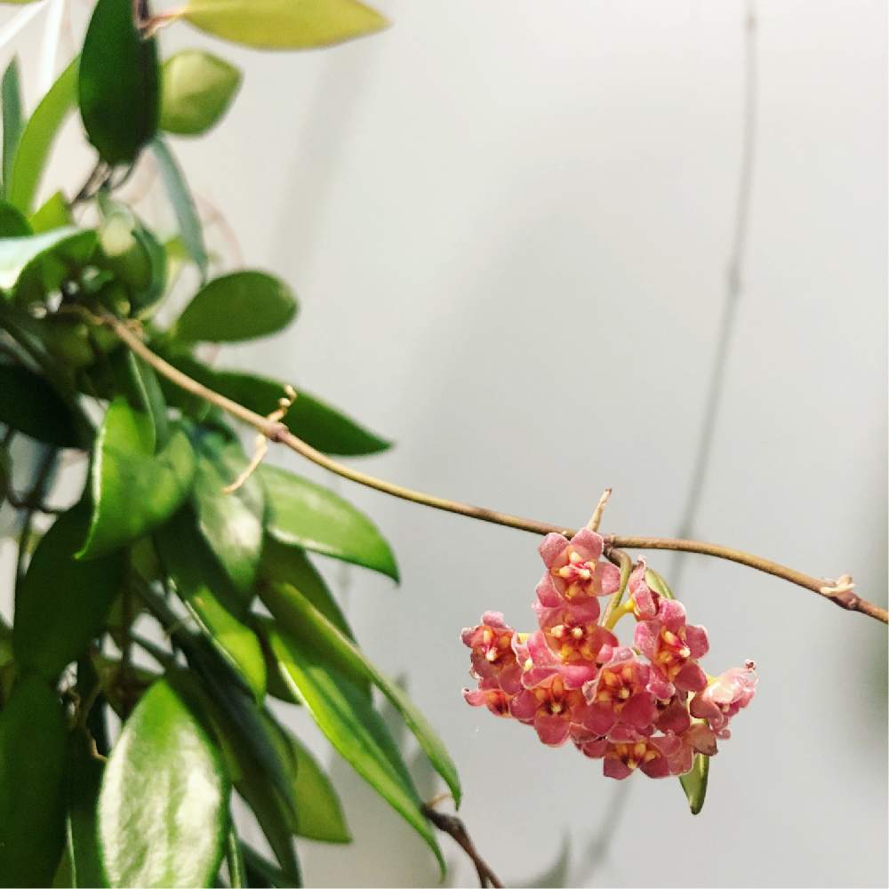 ホヤ デビットクミンギーの投稿画像 By Solso Home Nihombashiさん 19月2月2日 Greensnap グリーンスナップ Greensnap グリーンスナップ