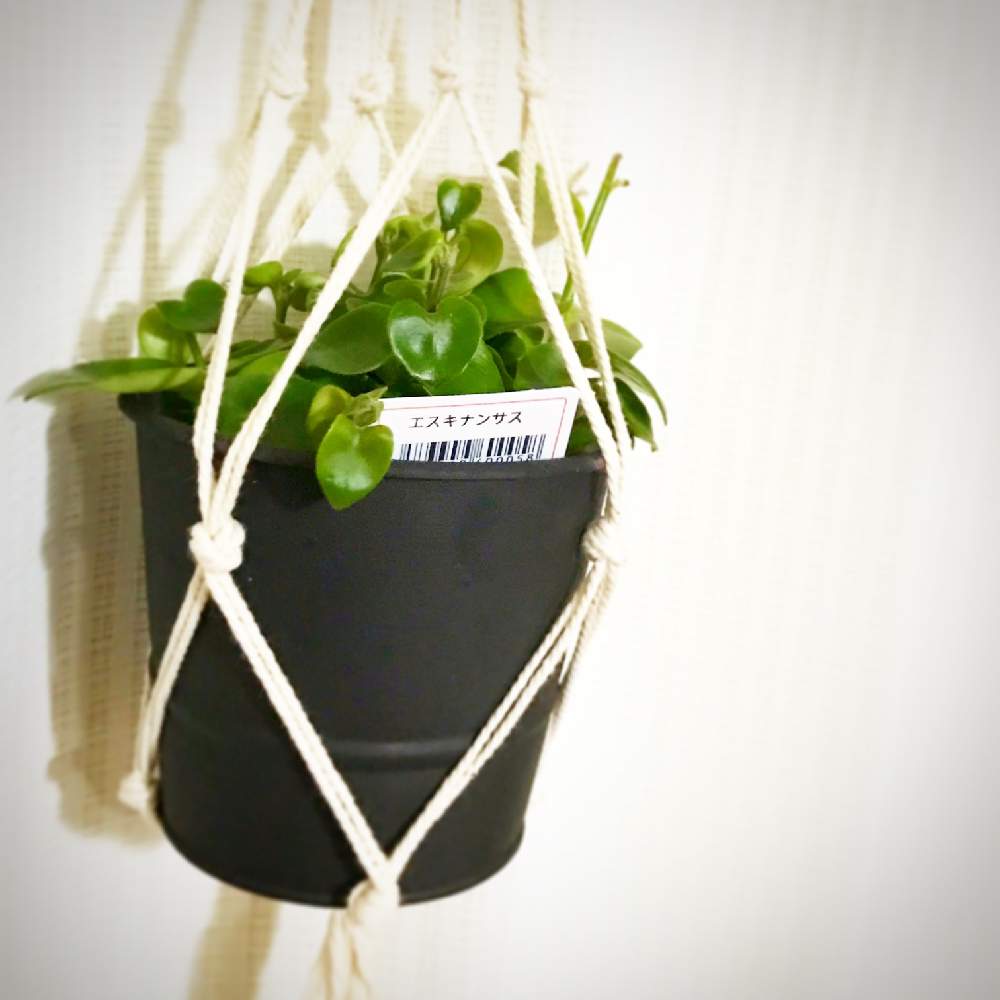 エスキナンサスタイピンクの投稿画像 By Yoshiさん 着生植物と手作りプラントハンガーと観葉植物 とボタニカルライフとエスキナンサス属と曖昧とgs映えとハンギングと100均観葉植物と リップスティックと手抜きとイワタバコ科 19月2月2日 Greensnap グリーン