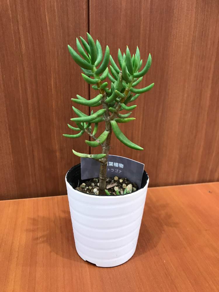 テトラゴナの投稿画像 By ともキングさん 多肉植物と多肉男子と植物のある暮らしとグリーンのある暮らしとクラッスラ属とダイソー多肉と100均多肉と多肉植物のある暮らしとダイソー産 19月2月2日 Greensnap グリーンスナップ テトラゴナの投稿画像 By ともキングさん 多肉植物と多肉男子と植物のある暮らしとグリーンのある暮らしとクラッスラ属とダイソー多肉と100均多肉と多肉植物のある暮らしとダイソー産 19月2月2日 Greensnap グリーンスナップ