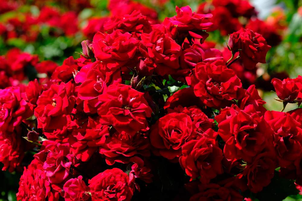ばら 薔薇 バラの投稿画像 By ピッチさん ばら バラ 薔薇とフジノンレンズ Xf80mmf2 8 R Lm Ois Wr Macroとバラ図鑑とバラ ミニバラとバラ ミスター リンカーンと人気のバラ 19月2月2日 Greensnap グリーンスナップ