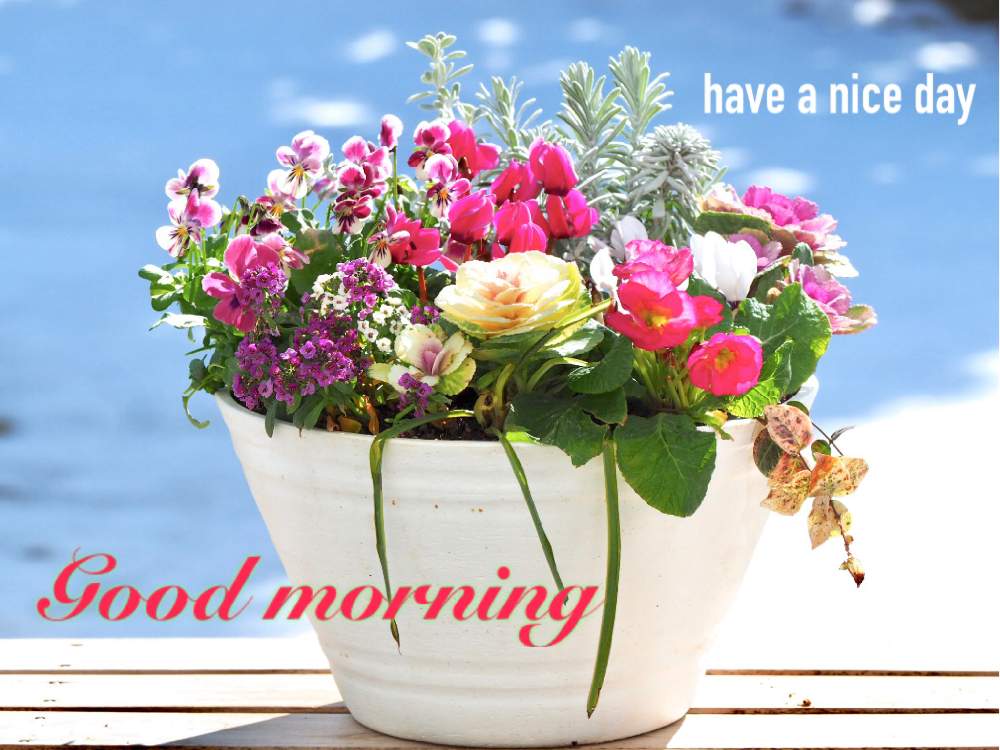 Good Morningの投稿画像 By Manboさん 冬の寄せ植えと季節の花と花で挨拶と花のある暮らし 19月2月3日 Greensnap グリーンスナップ