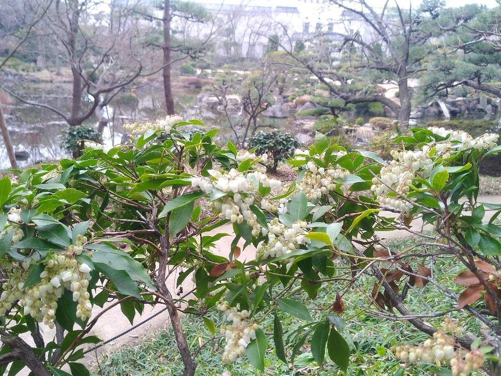 馬酔木(アセビ)　地植え