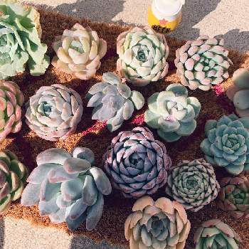 モラニー シェイロンの投稿画像一覧 Greensnap グリーンスナップ