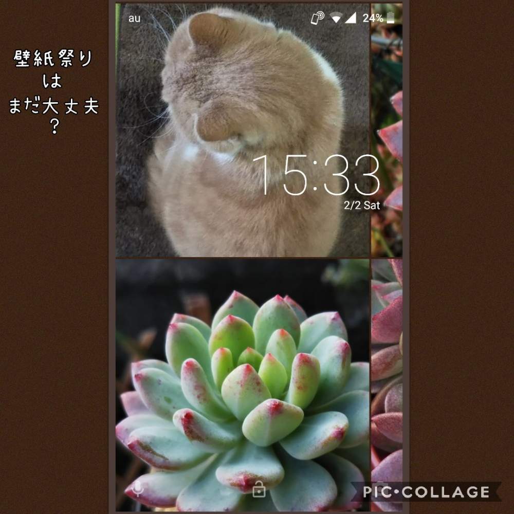 多肉植物の投稿画像 By まめきちさん ネコのいる暮らしとキュンキュン乙女倶楽部とネコ好きと富山支部と壁紙祭りと植中毒とブルーアップル と多肉 ラボ C とたに倶楽部とタニラーと北陸タニラーとたにおたくらぶと壁紙祭り19冬 19月2月3日 Greensnap グリーン