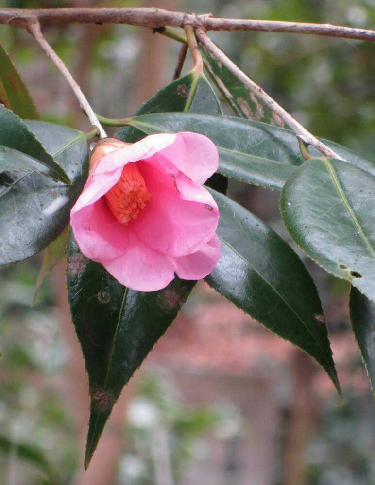 東山植物園の椿園にて Greensnap グリーンスナップ