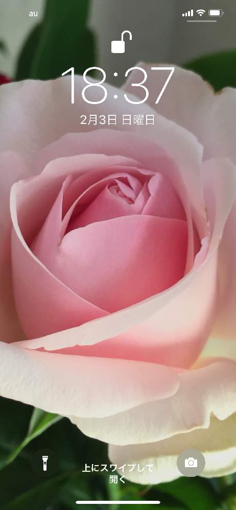 セイレーン 薔薇の投稿画像 By えりー さん 壁紙祭りと花のある暮らしと薔薇 と切り花と待受画面 19月2月3日 Greensnap グリーンスナップ