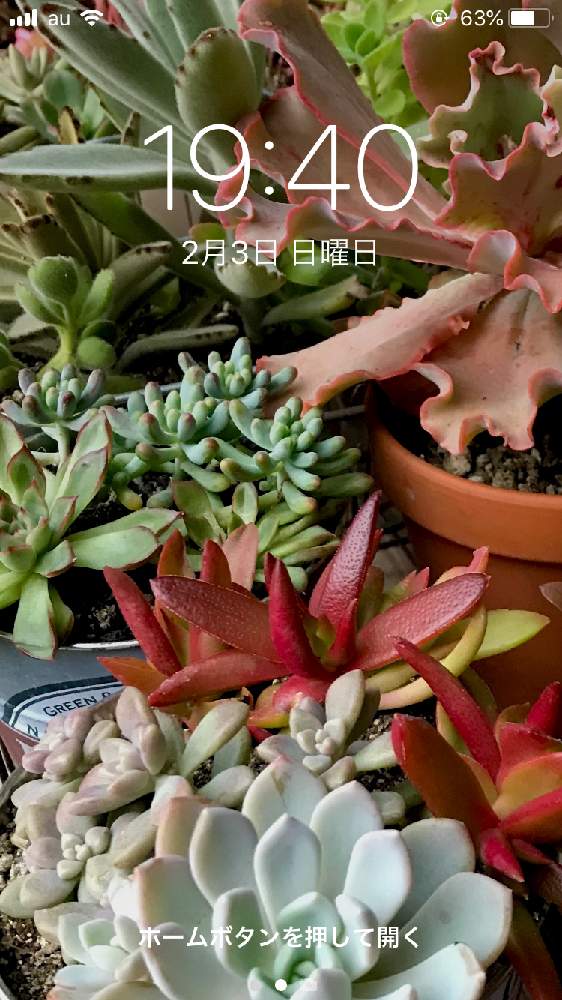 人気のダウンロード 観葉植物 壁紙 Iphone