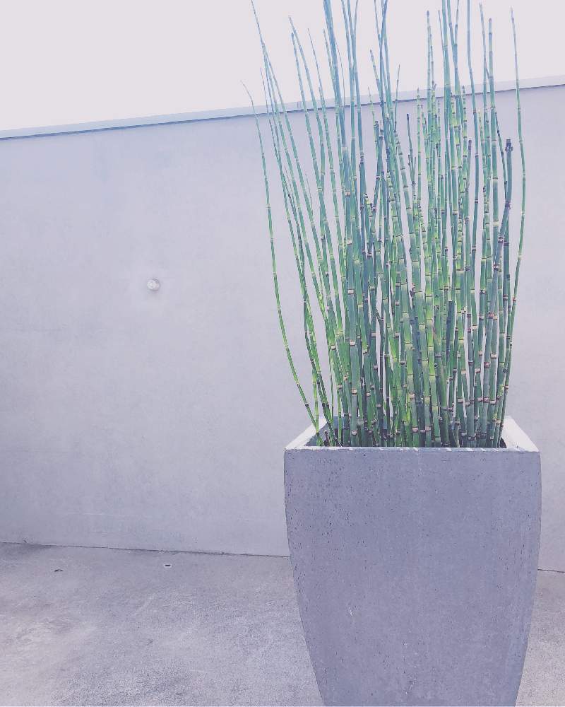 トクサの投稿画像 By Yukaさん 空間デザインとモダンとアートと自宅にてと手作りの庭と和モダンと無機質とガーデニングと花のある暮らしと草月 19月2月3日 Greensnap グリーンスナップ