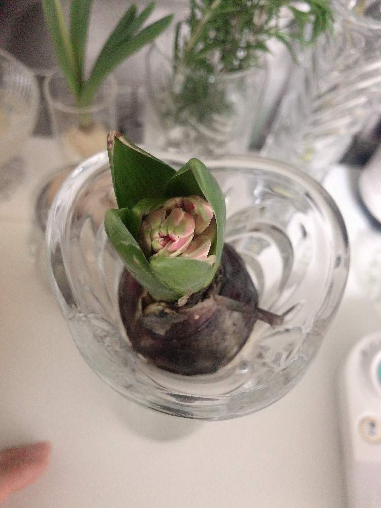 今週の人気『みどりのまとめ』5選！ヒヤシンス水栽培 / 多肉‼寄せ植え