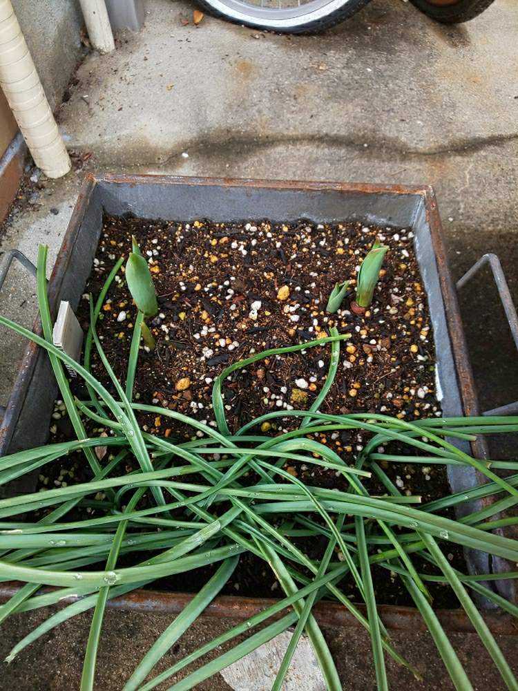 チューリップ ムスカリの寄せ植え Greensnap グリーンスナップ