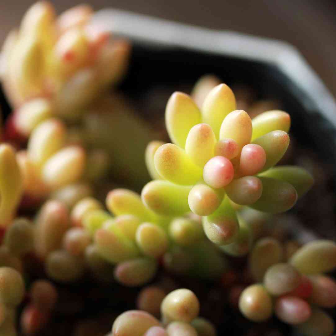 多肉植物 ルベンス／ジェイドペンダント 抜き苗 セダム