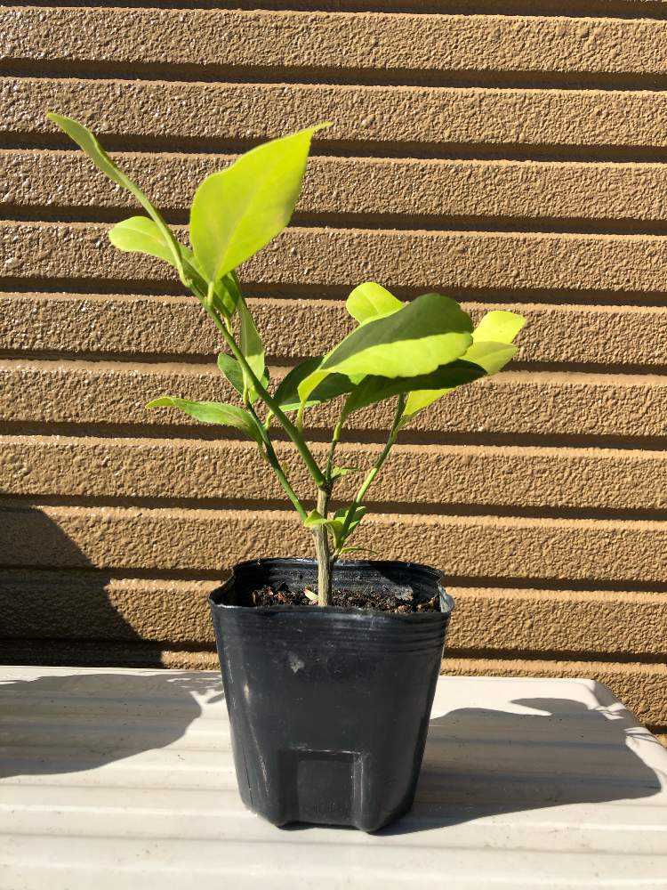 グランドレモンの木 Greensnap グリーンスナップ
