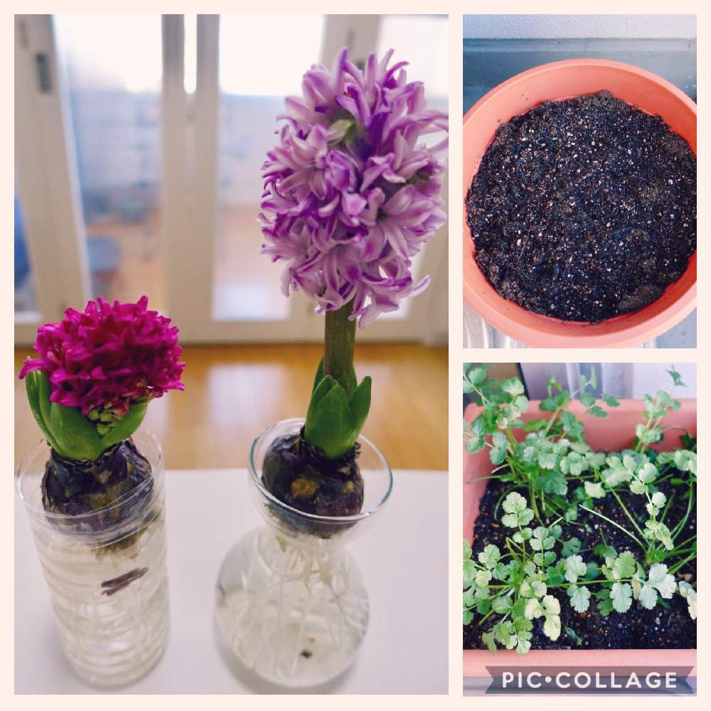 ヒヤシンスの投稿画像 By みなとの風さん チューリップとパクチーとヒヤシンス水栽培とgs映えと冬の光景と花のある暮らしとベランダ菜園と家庭菜園奮闘日記 19月2月4日 Greensnap グリーンスナップ