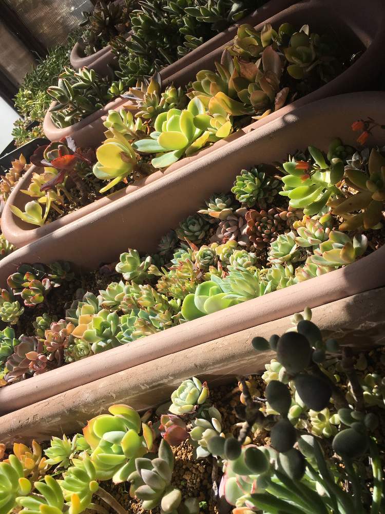 多肉植物の投稿画像 By A Tさん 冬越しと多肉植物寄せ植えと温室と 冬だって多肉 フォトコンテスト 19月2月4日 Greensnap グリーンスナップ