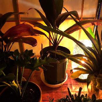 ハワイアン ティーリーフの画像 by yurrn1205さん | 部屋とハワイアン ティーリーフと観葉植物と植物のある暮らしとストロマンテ トリオスターと南国植物とうちの和室とエアープランツ/チランジア