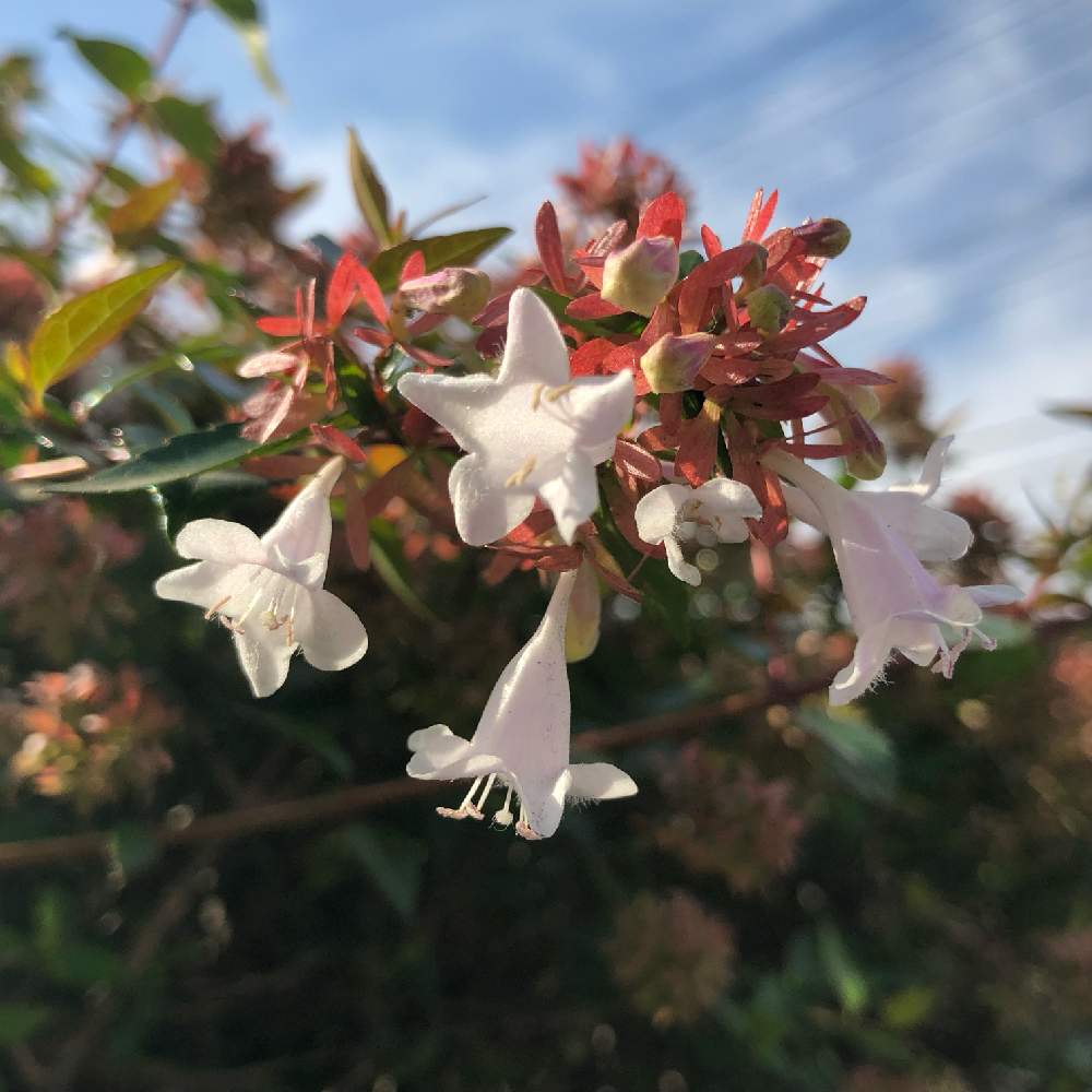 アベリアの投稿画像 By わき れーじさん お出かけ先と白い花と白い花 19月2月5日 Greensnap グリーンスナップ Greensnap グリーンスナップ